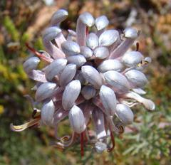 Serruria gremialis