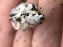 Muricidae