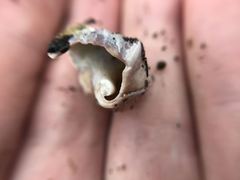 Muricidae