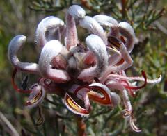 Serruria gremialis