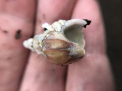 Muricidae