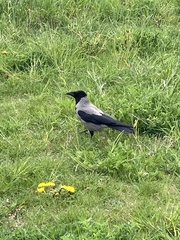 Corvus cornix