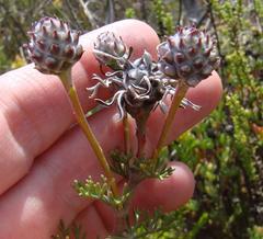 Serruria gremialis