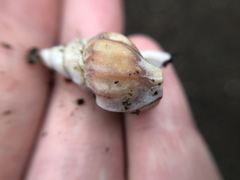 Muricidae