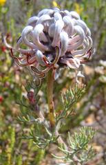 Serruria gremialis