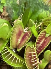 Dionaea