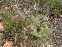 Serruria gremialis