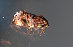 Hypertropha