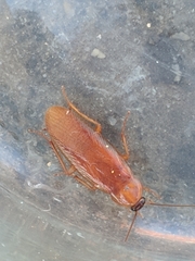 Shelfordella lateralis