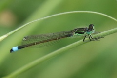 Ischnura genei