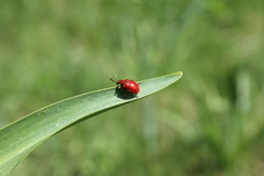 Lilioceris merdigera
