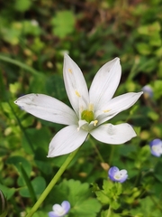 Ornithogalum baeticum