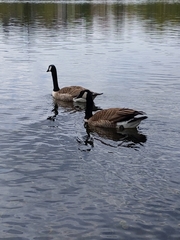 Branta canadensis