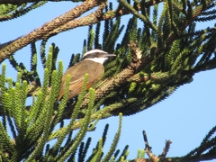 Pitangus sulphuratus