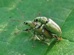 Phyllobius argentatus