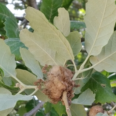 Andricus quercusramuli