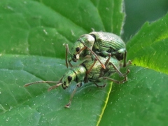 Phyllobius argentatus