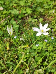 Ornithogalum baeticum