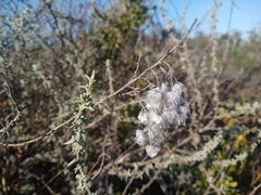 Eriocephalus racemosus