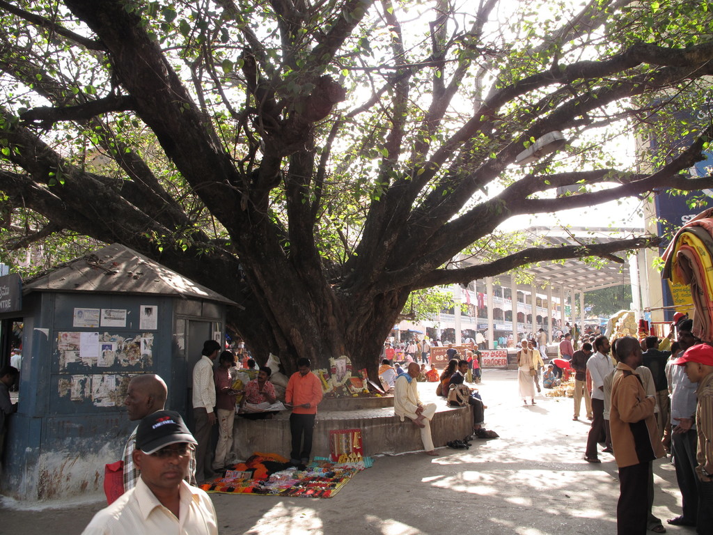 Ficus religiosa, Tirumala, Tirupati, Andhra Pradesh, India