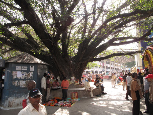 Ficus religiosa