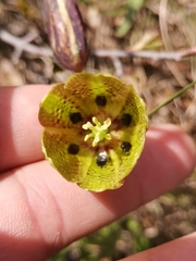 Fritillaria montana