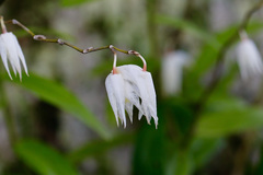 Dendrobium crumenatum