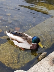 Anas platyrhynchos