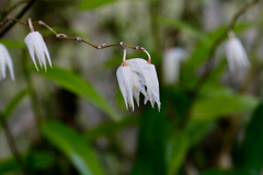 Dendrobium crumenatum