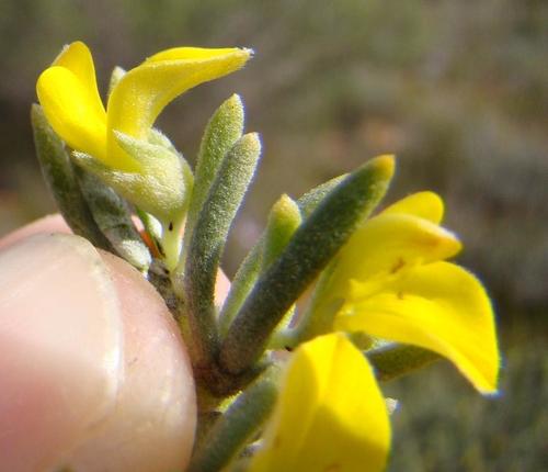 Aspalathus tuberculata
