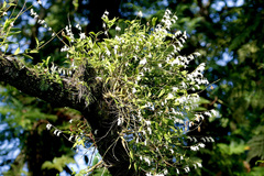 Dendrobium crumenatum