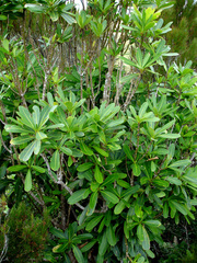 Pseudopanax chathamicus