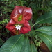 Psychotria elata - Photo (c) Luis Arturo,  זכויות יוצרים חלקיות (CC BY-NC), הועלה על ידי Luis Arturo