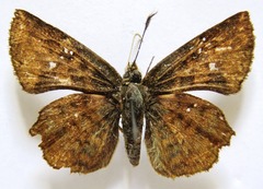 Antigonus erosus