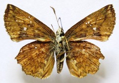 Antigonus erosus