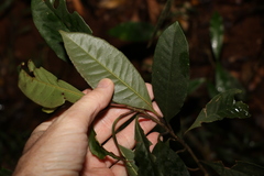 Quintinia verdonii
