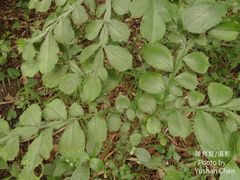Amorphophallus hirtus