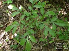 Amorphophallus hirtus