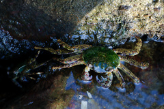 Grapsus albolineatus