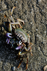 Grapsus albolineatus