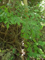 Amorphophallus hirtus