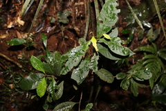 Quintinia verdonii