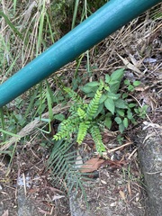 Zanthoxylum scandens