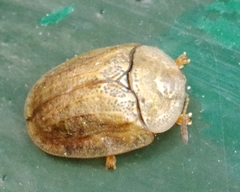 Hypocassida subferruginea