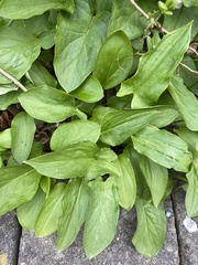 Doronicum pardalianches