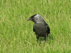 Corvus monedula