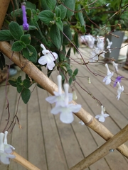 Streptocarpus saxorum