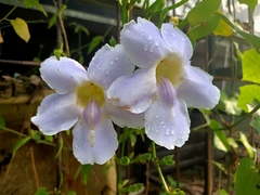 Thunbergia