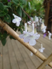 Streptocarpus saxorum