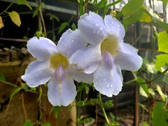 Thunbergia